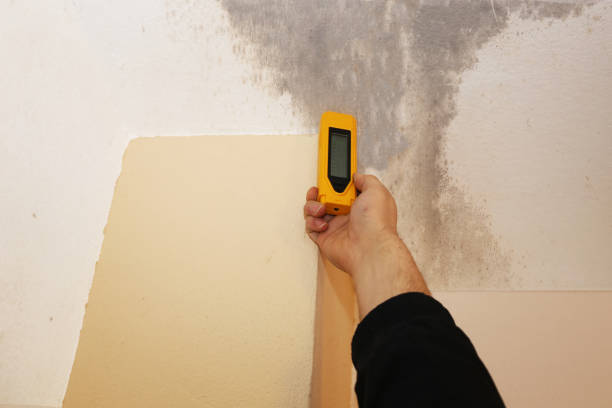 Reliable Fort Mitchell, KY Mold Removal Solutions
