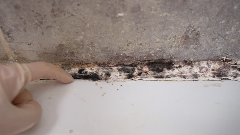 Best Mold Odor Removal Services  in Fort Mitchell, KY